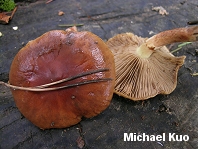 Pholiota velaglutinosa