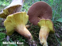 Phylloporus rhodoxanthus