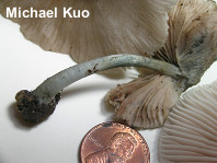 Pluteus americanus