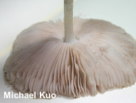 Pluteus americanus