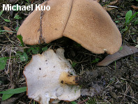 Polyporus radicatus