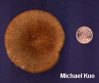 Polyporus radicatus