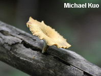 Polyporus varius