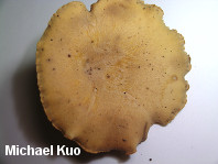 Polyporus varius