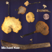 Polyporus varius