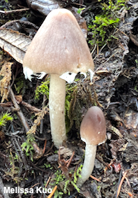 Psathyrella longipes