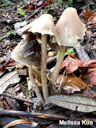 Psathyrella longipes