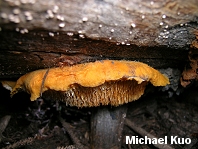 Pycnoporellus alboluteus