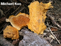 Pycnoporellus alboluteus