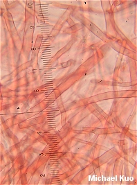Pycnoporellus alboluteus