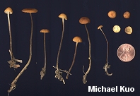 Rhizomarasmius pyrrhocephalus