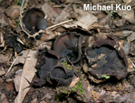 Rugosporella atrovinosa