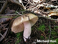 Russula amoenolens