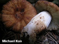 Russula amoenolens