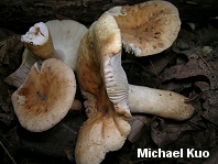 Russula ballouii