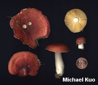 Russula cessans