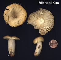 Russula pectinatoides