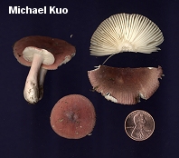 Russula uncialis