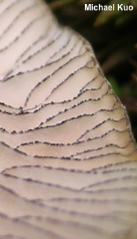 Entoloma subserrulatum