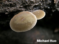 Simocybe centunculus