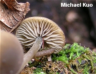 Simocybe centunculus