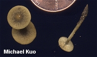 Simocybe centunculus