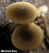 Simocybe centunculus