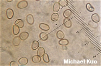Simocybe centunculus