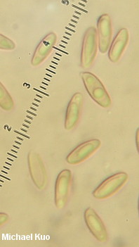 Suillus salmonicolor