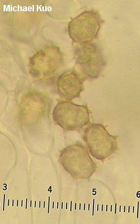 Thelephora americana