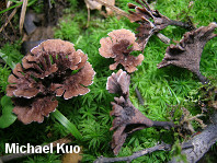 Thelephora multipartita