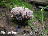 Thelephora multipartita