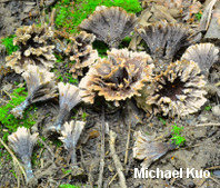 Thelephora multipartita