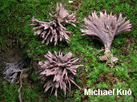 Thelephora multipartita