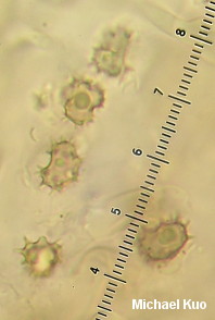 Thelephora multipartita