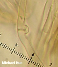 Thelephora multipartita