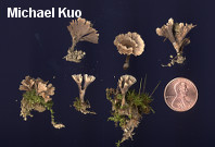 Thelephora multipartita