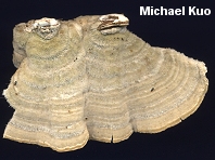 Trametes villosa