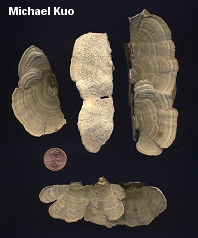 Trametes villosa