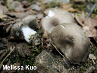 Tricholoma argyraceum