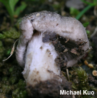 Tricholoma argyraceum