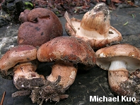 Tricholoma fracticum