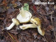 Tricholoma species 03