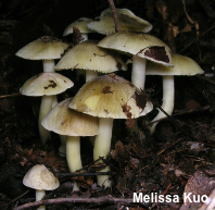 Tricholoma species 03