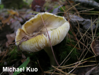 Tricholoma species 03