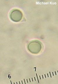 Tricholoma species 03