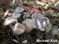 Tricholoma species 04