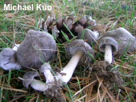 Tricholoma species 04