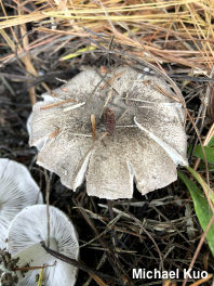 Tricholoma species 04