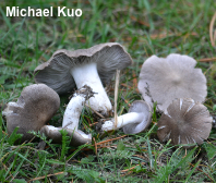 Tricholoma terreum